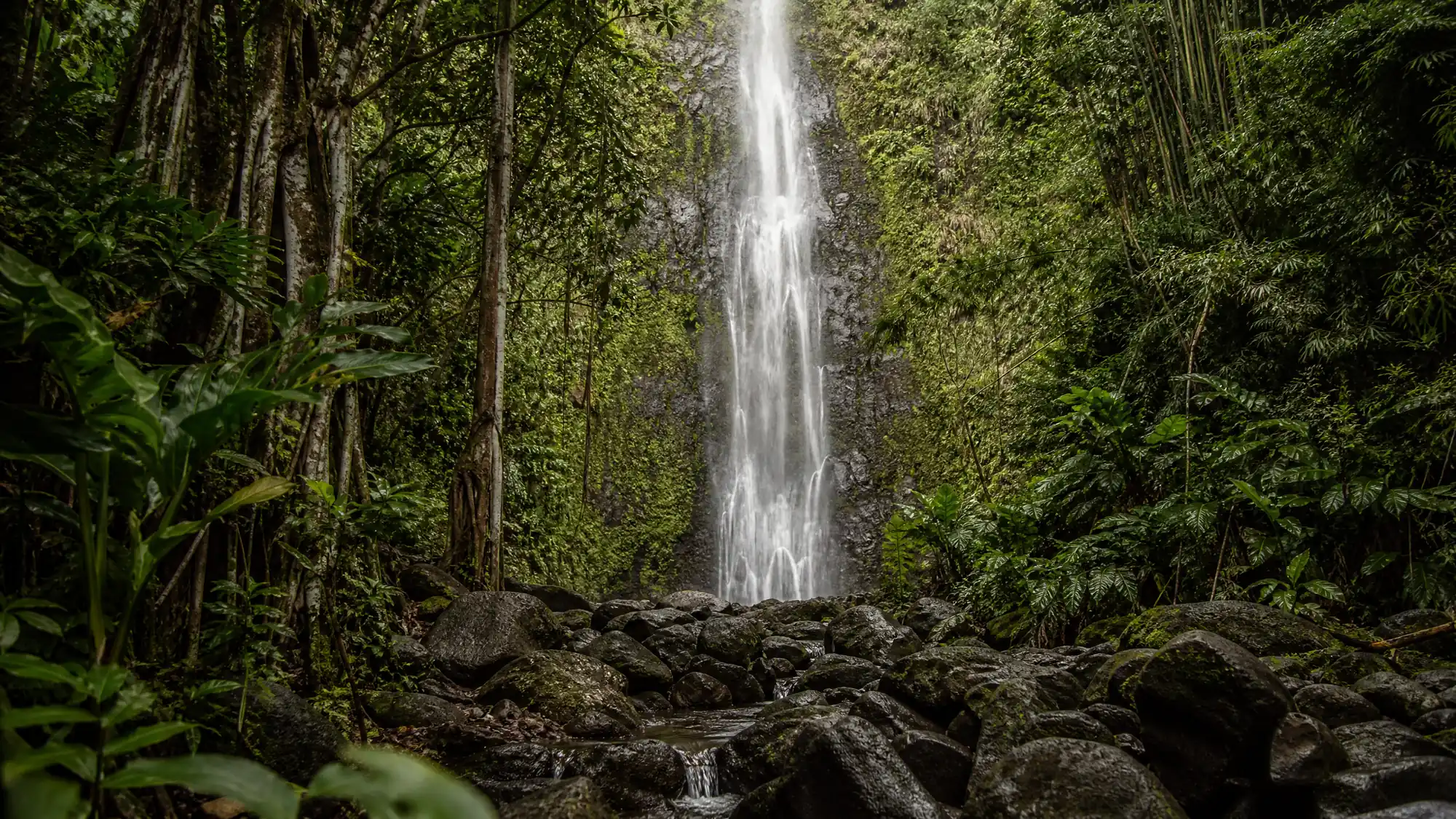 Randonnez sur un sentier de 1,6 mile en forêt tropicale jusqu'à une cascade de 150 pieds. Découvrez comment vous y rendre, où vous garer et quoi emporter.