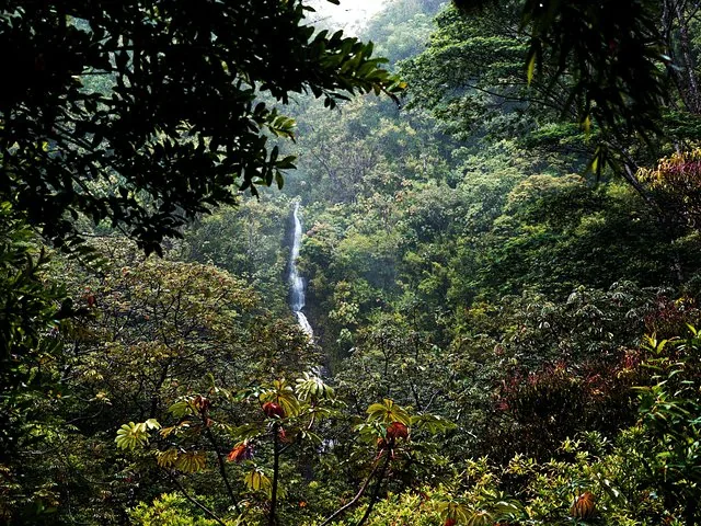 Vue au loin de Manoa Falls cascadant à travers une forêt tropicale luxuriante et verdoyante.