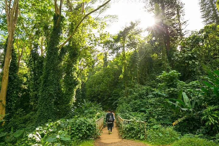 Menschen gehen auf einem Erdweg über eine kleine Brücke in einem dichten Wald.