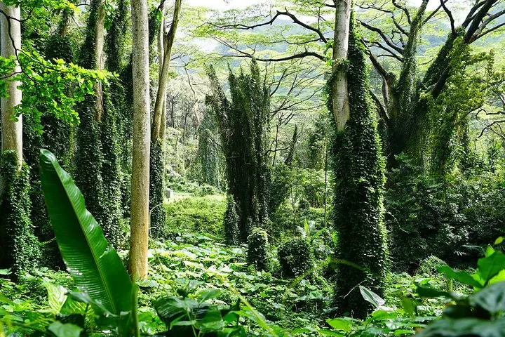 Jungle tropicale luxuriante avec de grands arbres couverts d'épaisses lianes vertes grimpantes.