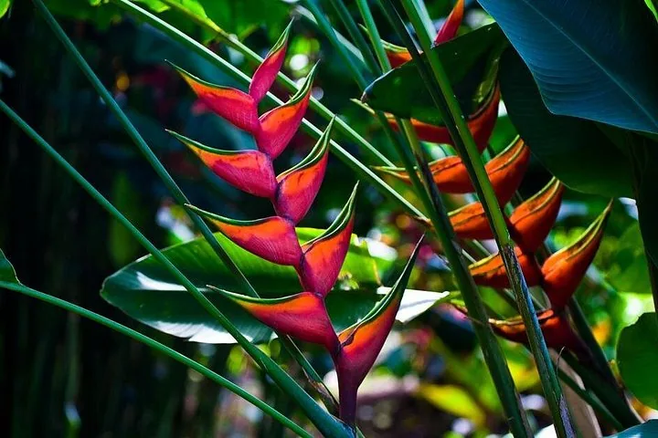 Nahaufnahme leuchtend roter und gelber Heliconia-Blüten in tropischer Umgebung.