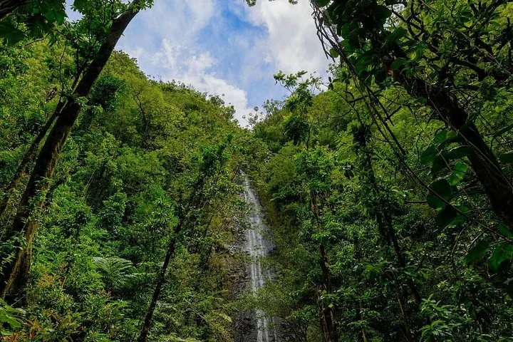 Manoa Falls tombant en cascade le long d'une falaise rocheuse abrupte entourée d'une forêt luxuriante.
